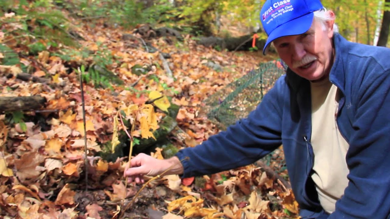 The Lifecycle of Ginseng