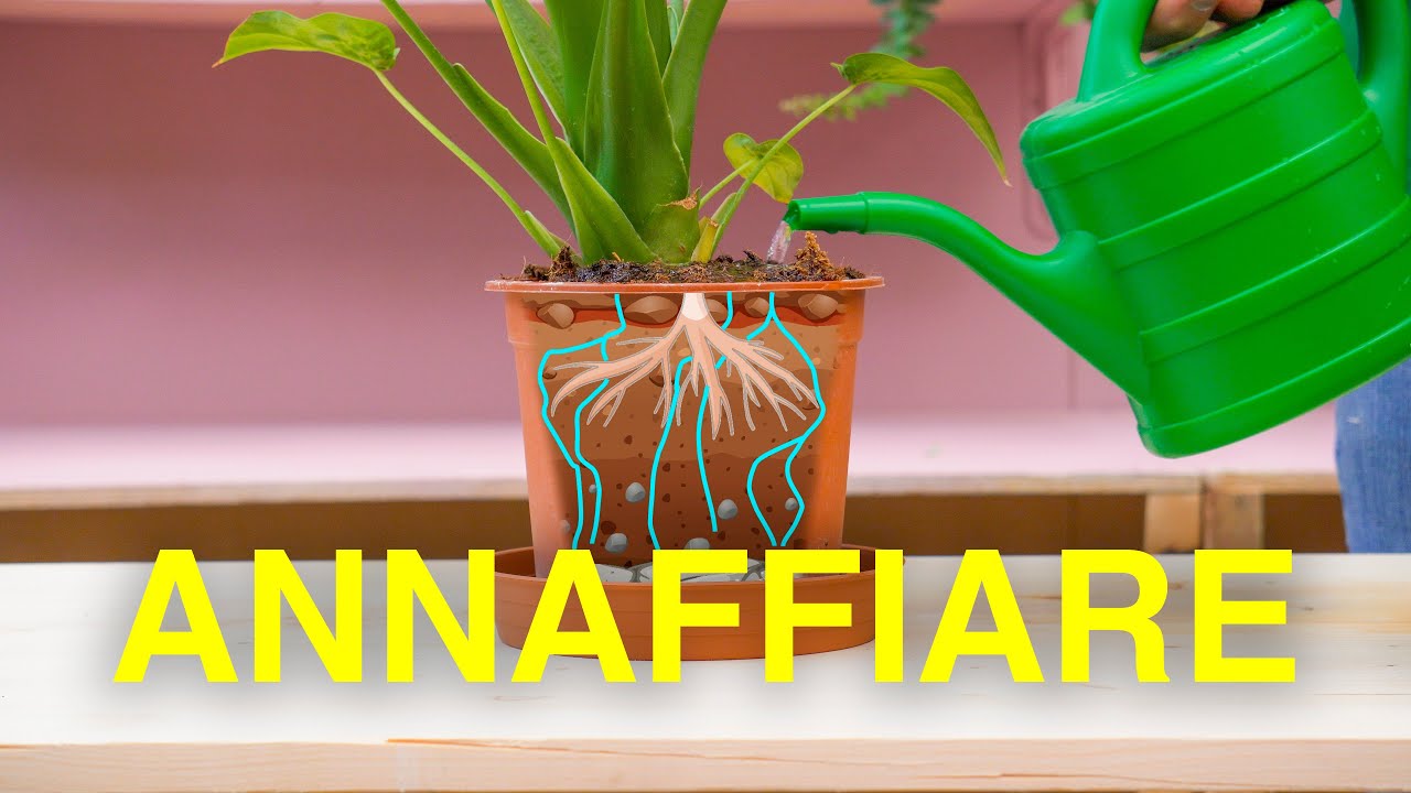 Come annaffiare una pianta? - FAQ Monverde