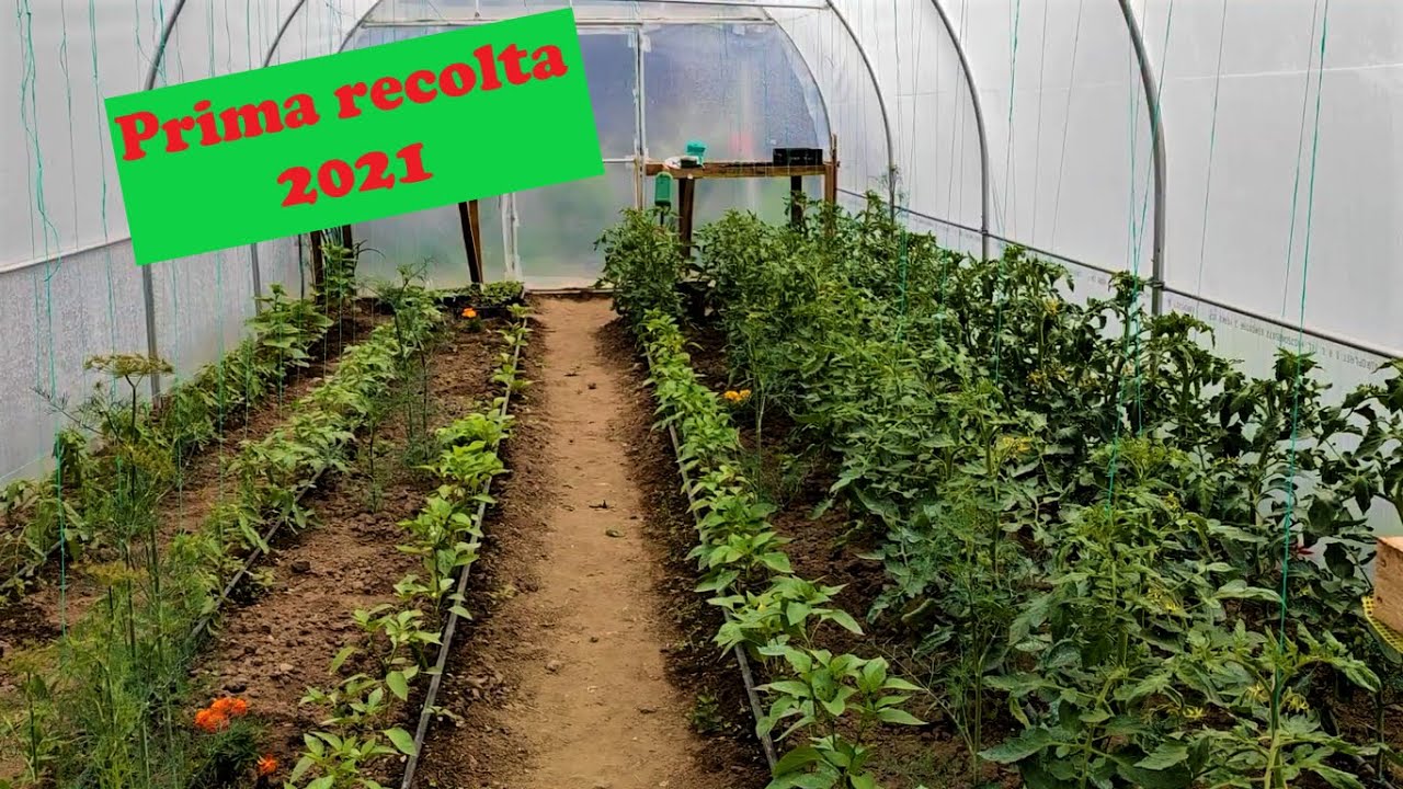 Cum arata Rosiile din solar ❓ Prezentam gradina de legume...