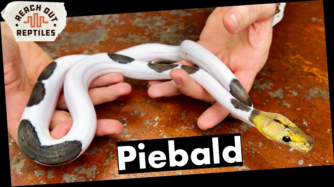Morph Spotlight | Piebald Superdwarf Reticulated Pythons