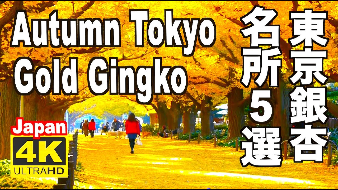 🇯🇵 4K Gold Ginkgo Tokyo 東京の紅葉 イチョウ（銀杏）の名所 ベスト５選 5Best Spots Autumn 東京観光 明治神宮外苑 昭和記念公園 丸の内 東京大学 日比谷公園