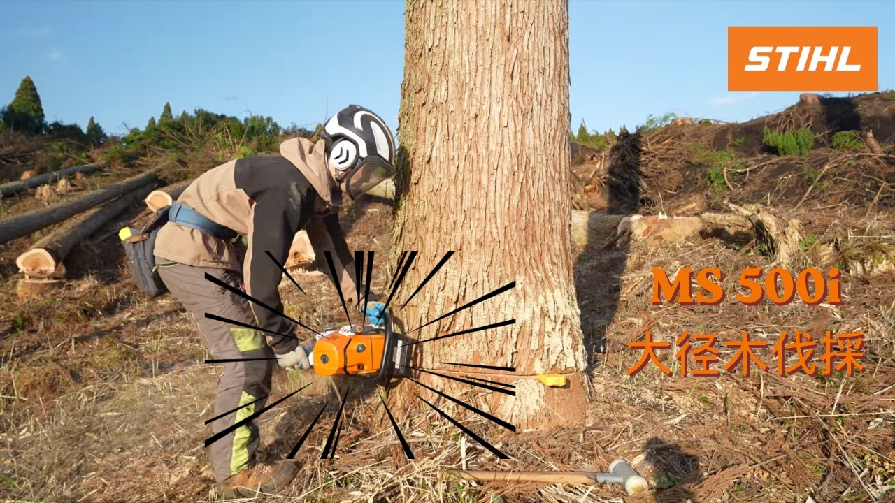 MS 500i 大径木 伐採【4K】