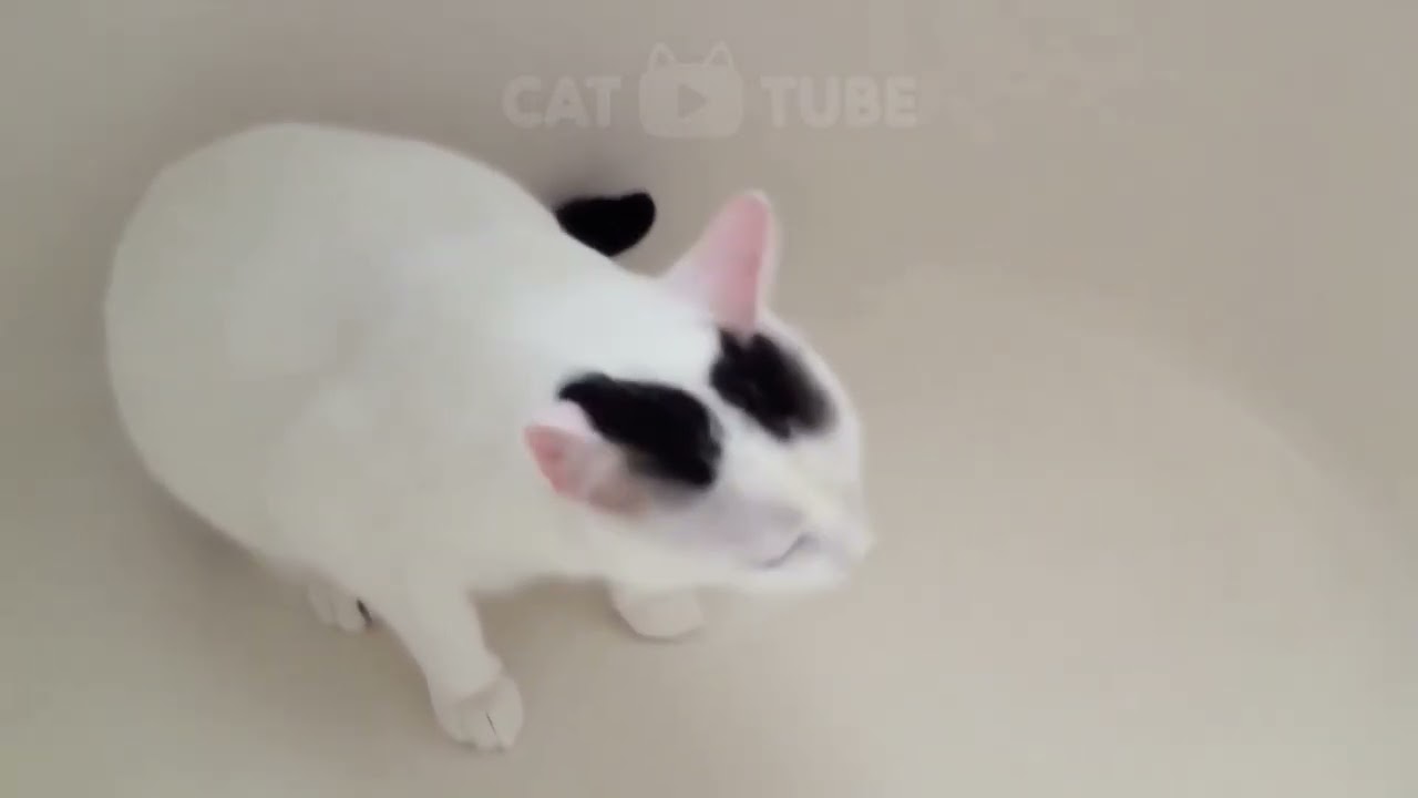 😹🤪 Эпичные кошачьи неудачи, от которых вы будете смеяться до слез! 😂😹