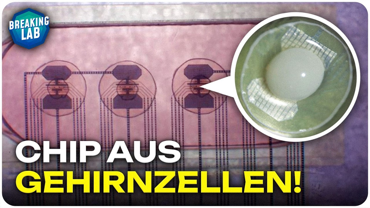 Computerchips aus Gehirnzellen: 1 Million mal weniger Energie