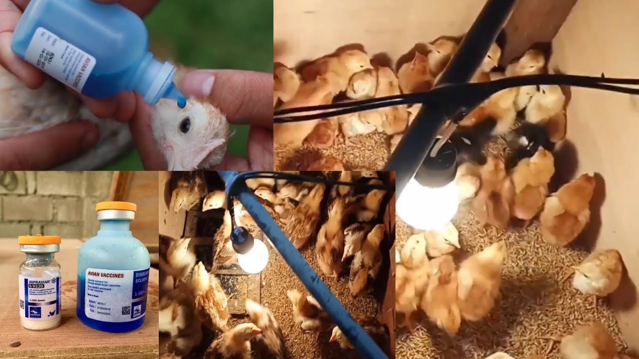 PAANO MAG BAKUNA NG MGA SISIW | NCD B1B1+IB VACCINATION | PAGBABAKUNA NG MGA SISIW