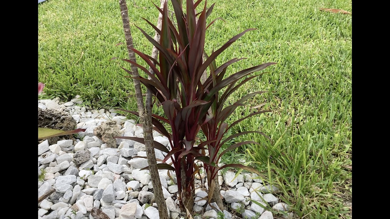 How to propagate Hawaiian ti plant (spoiler - it’s SO easy!)