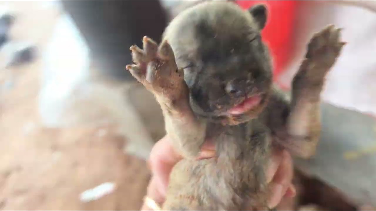 Two Mother Dogs Caring for 11 Newborn Puppies – 4 Males and 7 Females at One Week Old