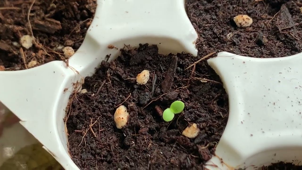 茼蒿種子開始逐漸發芽了！