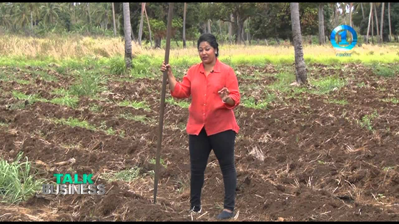 YAM FARMING - TONGA