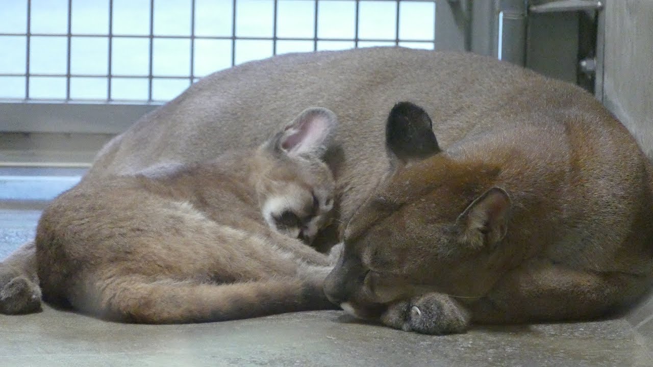 2019.5.6 Puma　ピューマ　ベガ(２歳メス)＆仔(3ヵ月メス)　（日本平動物園）