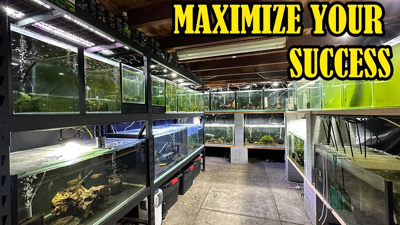 How To Breed Fish For Profit (Beginners Guide)
