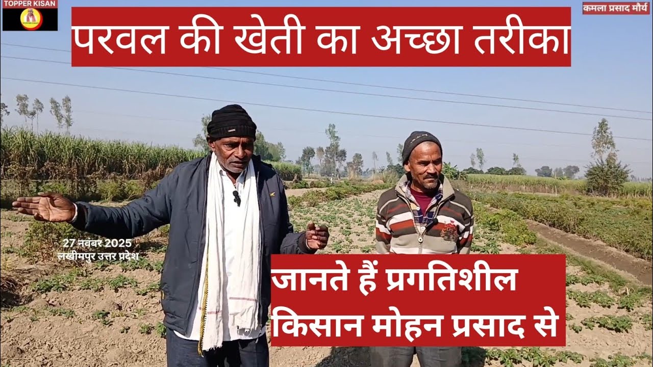 Ep- 386 : परवल की खेती का अच्छा तरीका#topperkisan