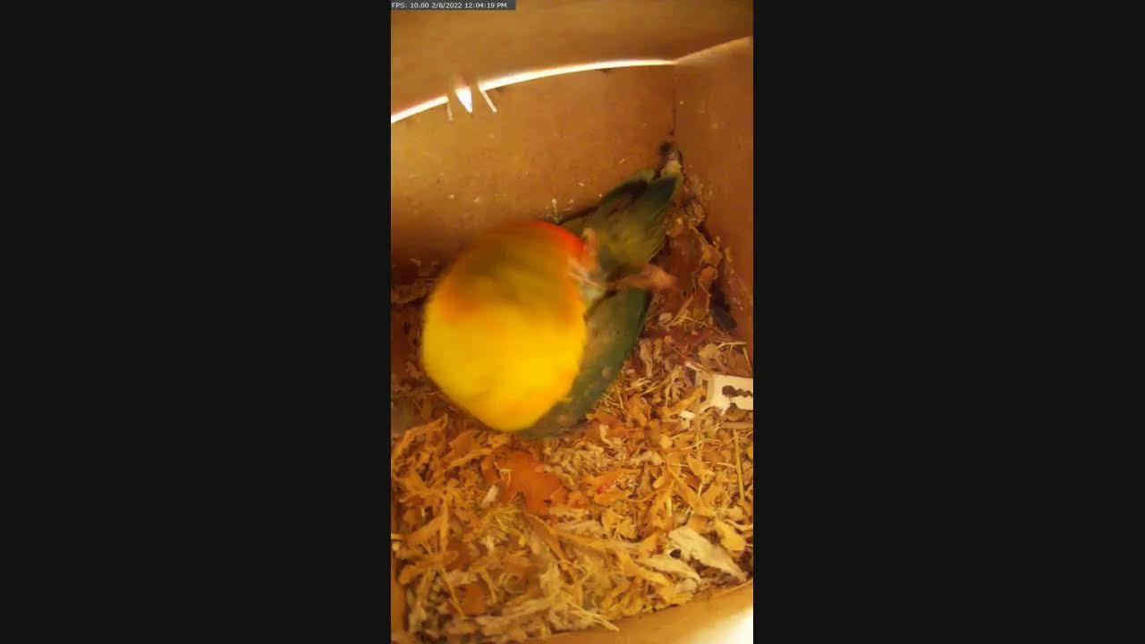 Lovebirds nest
