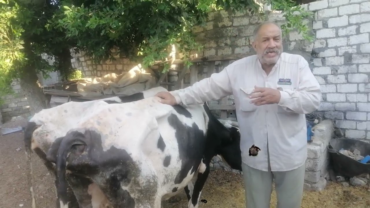 المغص في الابقار والجاموس والاغنام والماعيز اسبابه واعراضه وعلاجه