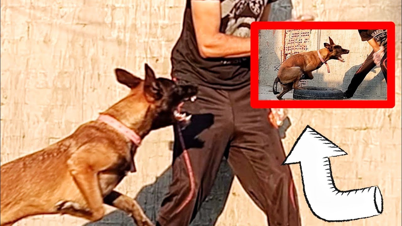 تدريب الكلب على الحراسة للاشياء .. الكلب المالينو عضني أثناء التدريب
