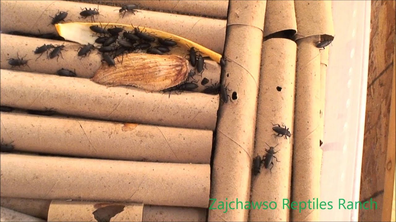 superwormbeetle (Zophobas morio)
