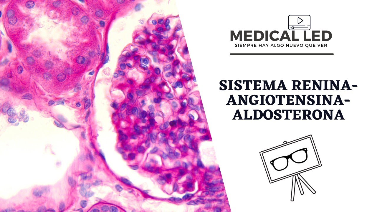 SISTEMA RENINA-ANGIOTENSINA-ALDOSTERONA: Bases fisiológicas