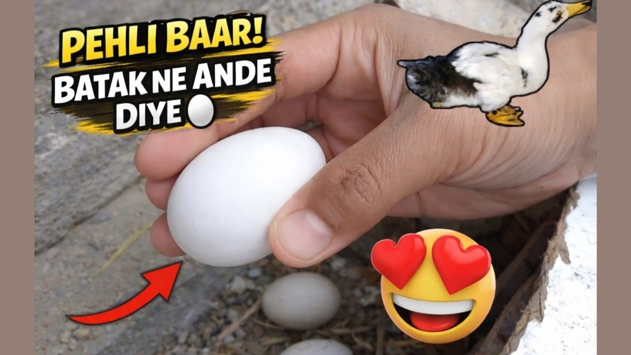 Mubarak Ho! Batakh Ke Ande Aa Gaye 🦆🥚| Garage Zoo Vlog