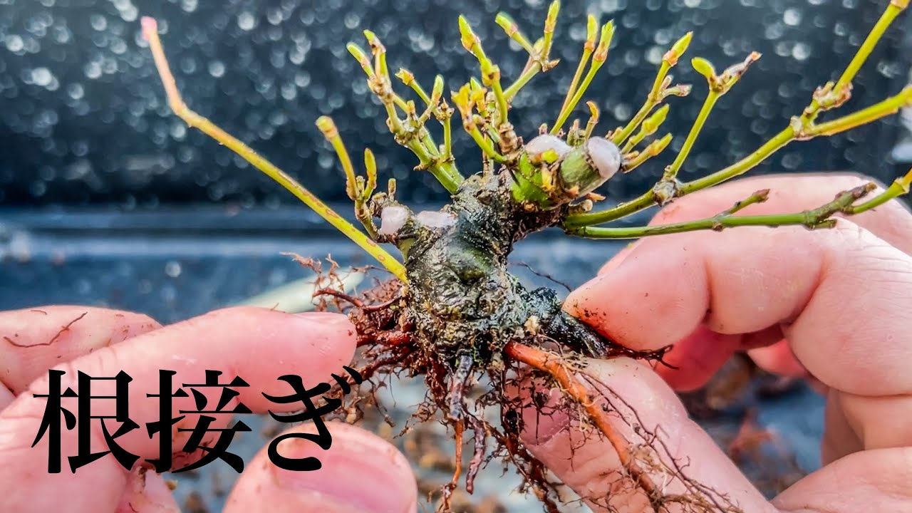 【YMJ9】植替えついでに根接ぎしといた #盆栽 #bonsai