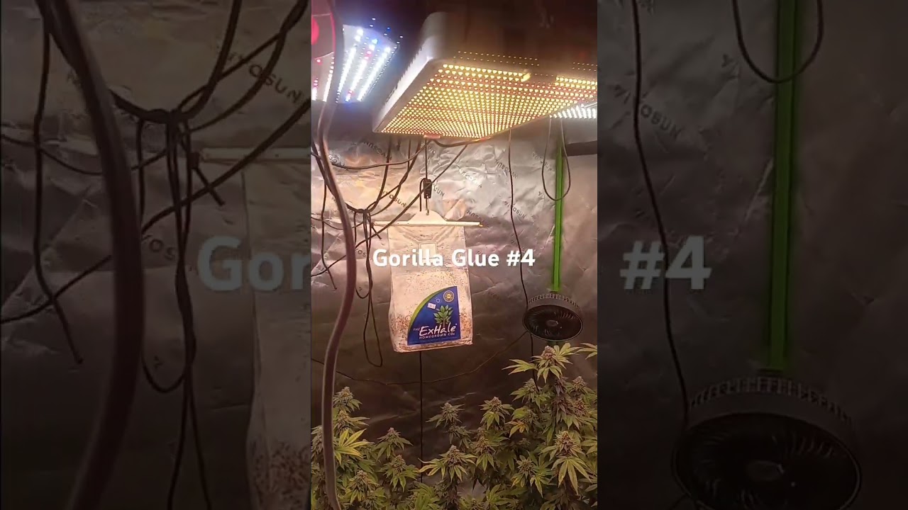 Gorilla Glue #4-Day 67 Flower