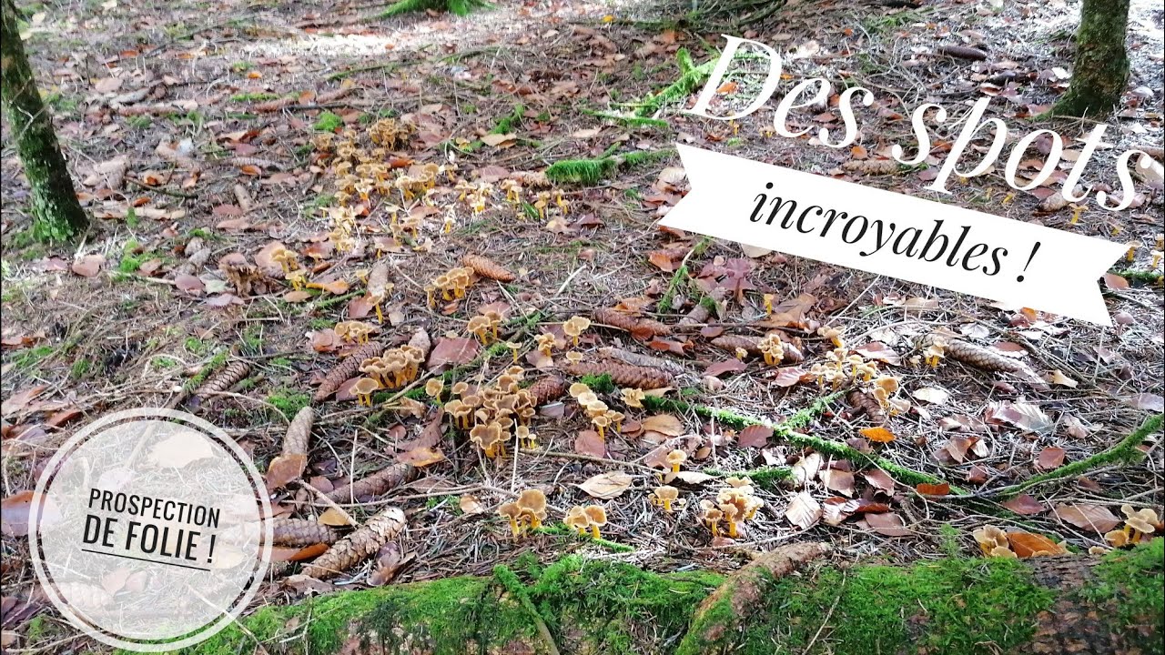 Des spots incroyables et une prospection de folie! #champignons #mushroom #prospection #chanterelles