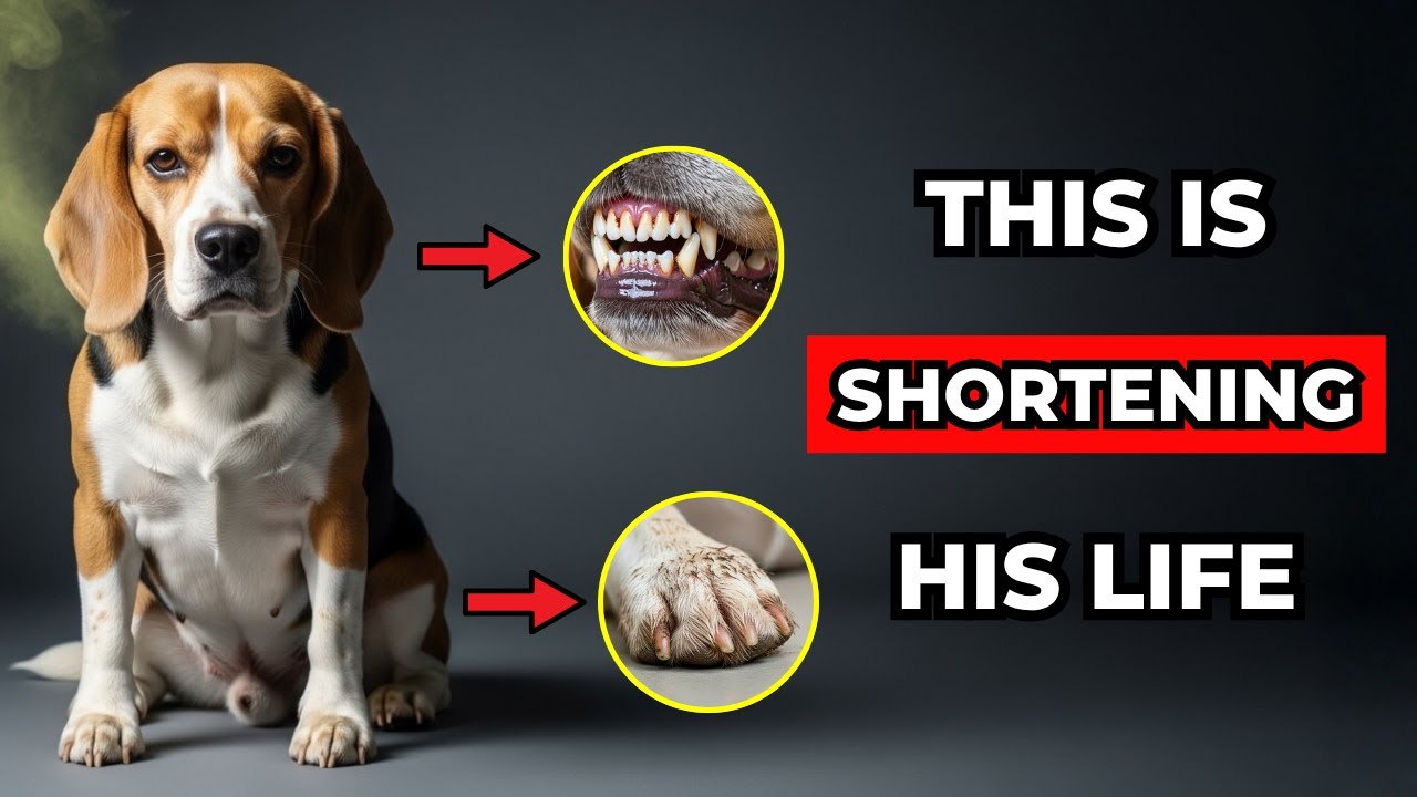 70% of Dog Owners Are Shortening Their Pets’ Lives Without Realizing It