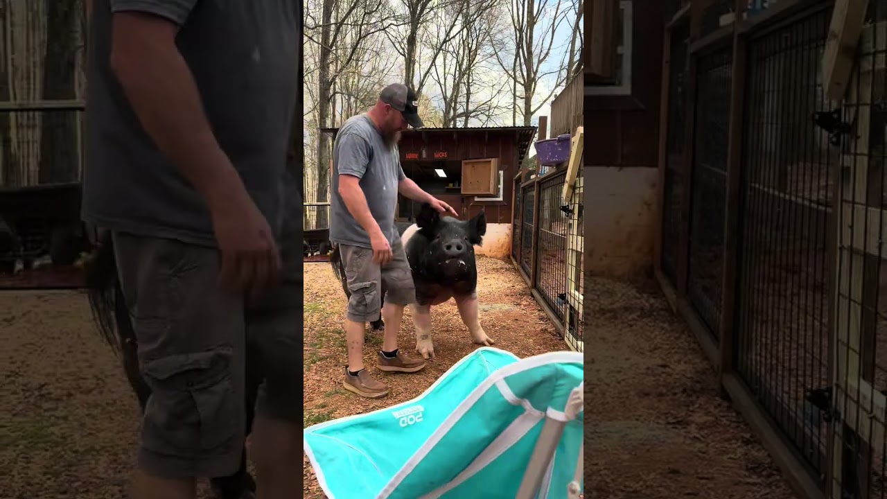 Dunkin meets Munchkin and Brew for the first time. #dunkindonut #pig #funnypig #fyp #cutegoat