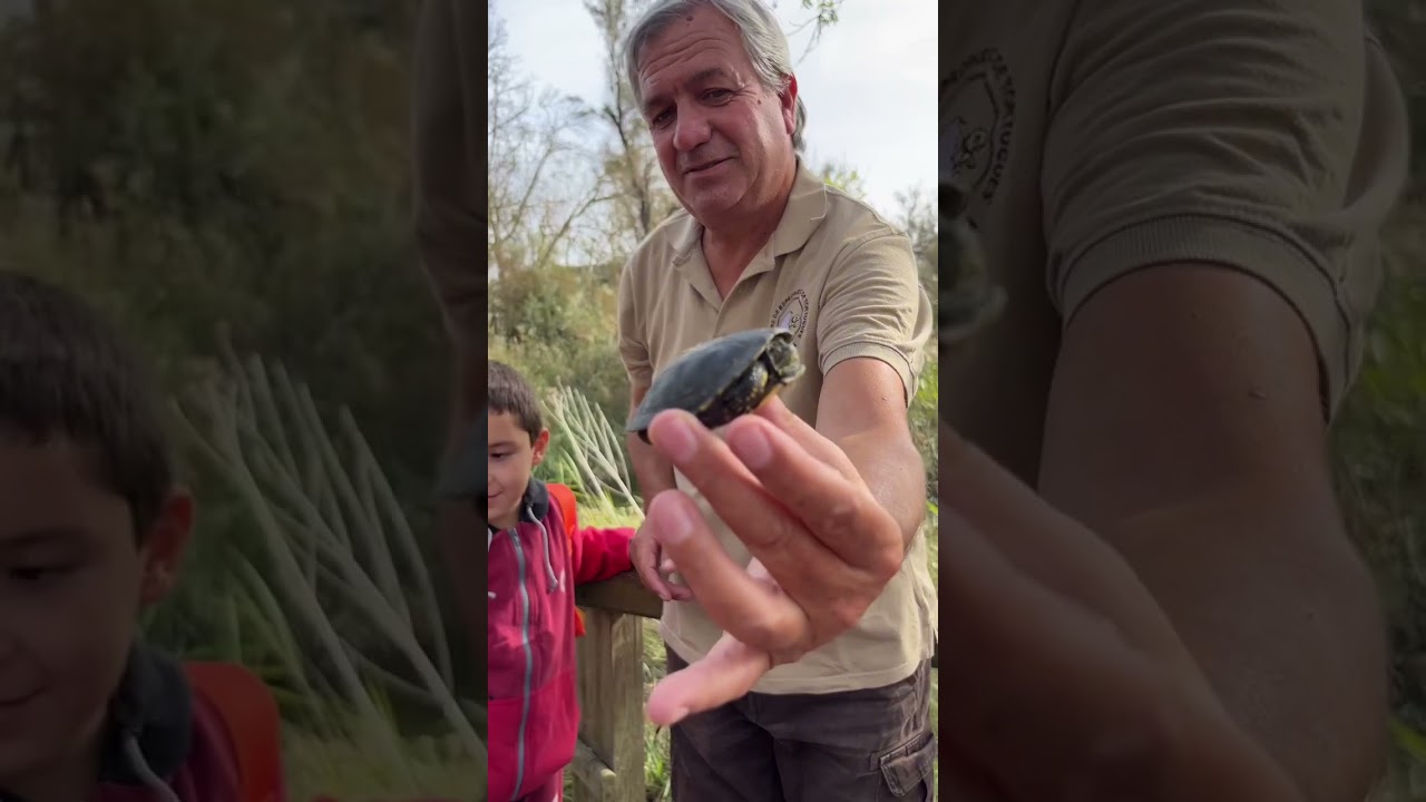 Alliberem tortugues als Aiguamolls de l’Empordà!