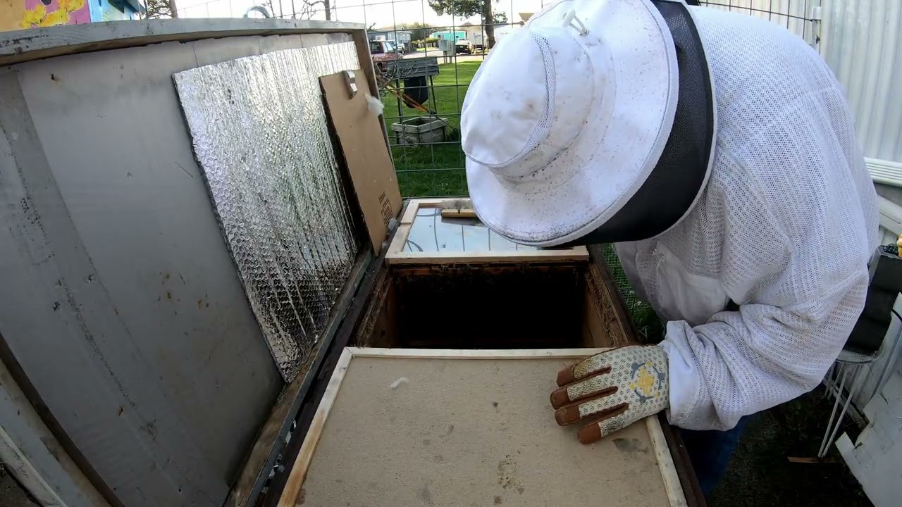 Long Langstroth Hive Inspection 2-5-26 #99