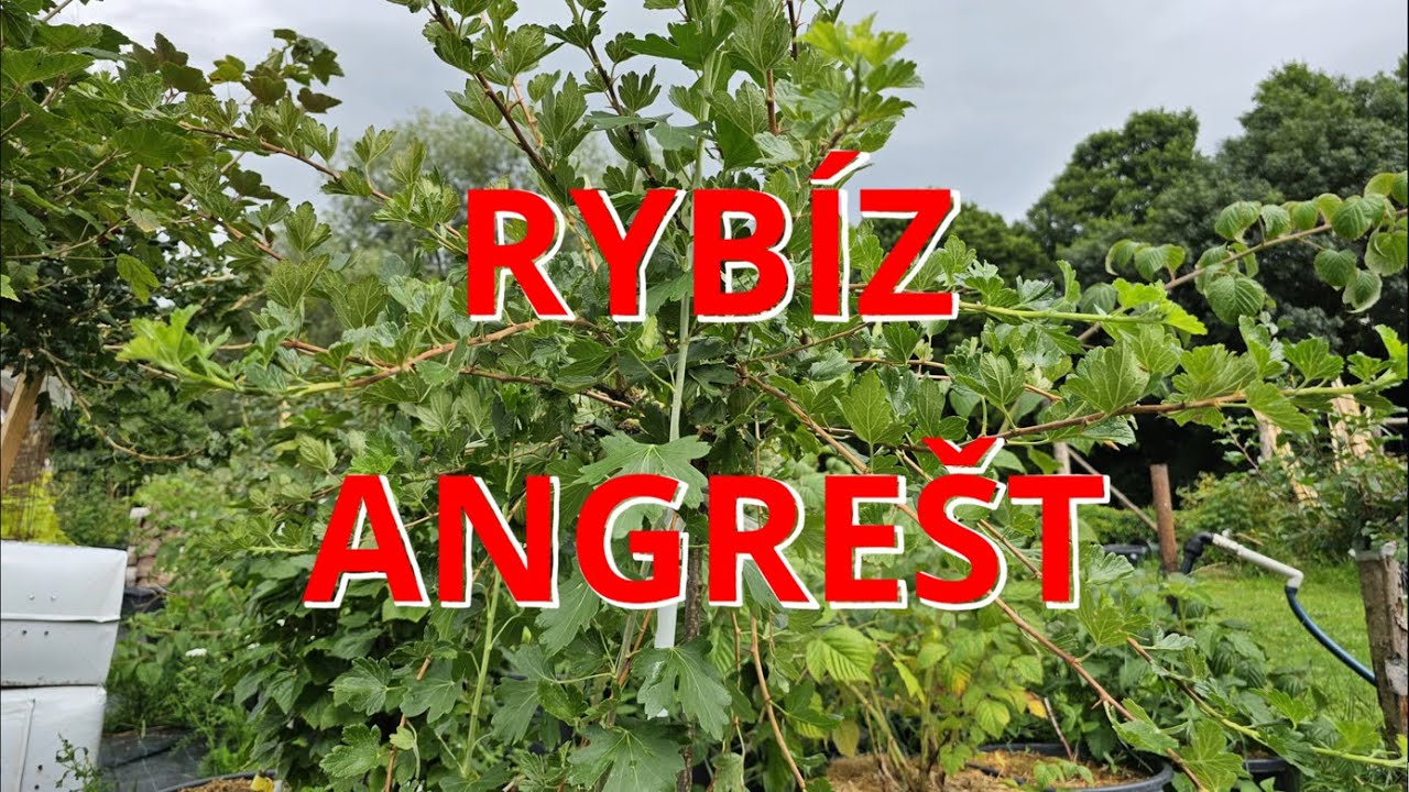 ROUBOVÁNÍ angreštu, rybízu 2.8.2023  ✂️ Můj postup . Dokumentace pro Vás! 🌿 #roubování