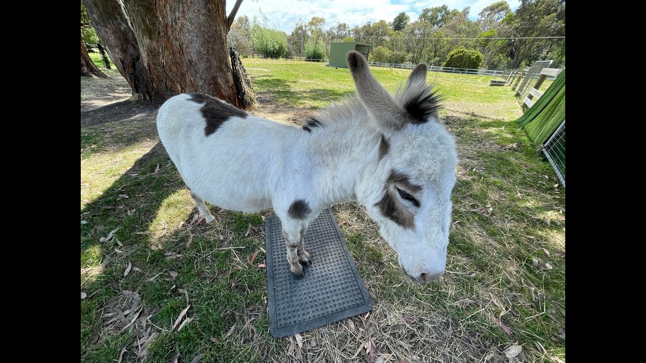 Clicker Training Hoof Lifts with Fearful Equines Part 3