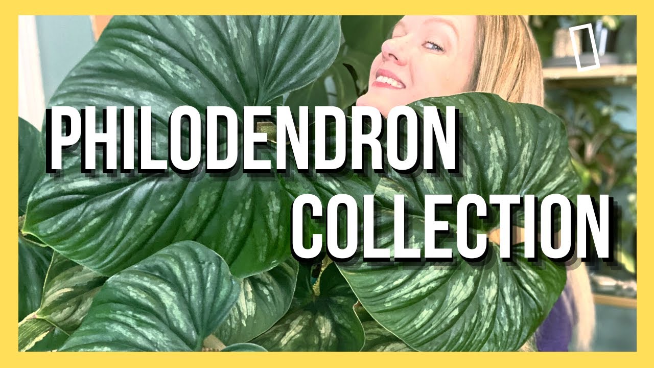 Philodendron Collection  ||  14 Varieties  ||  Soiled Plant