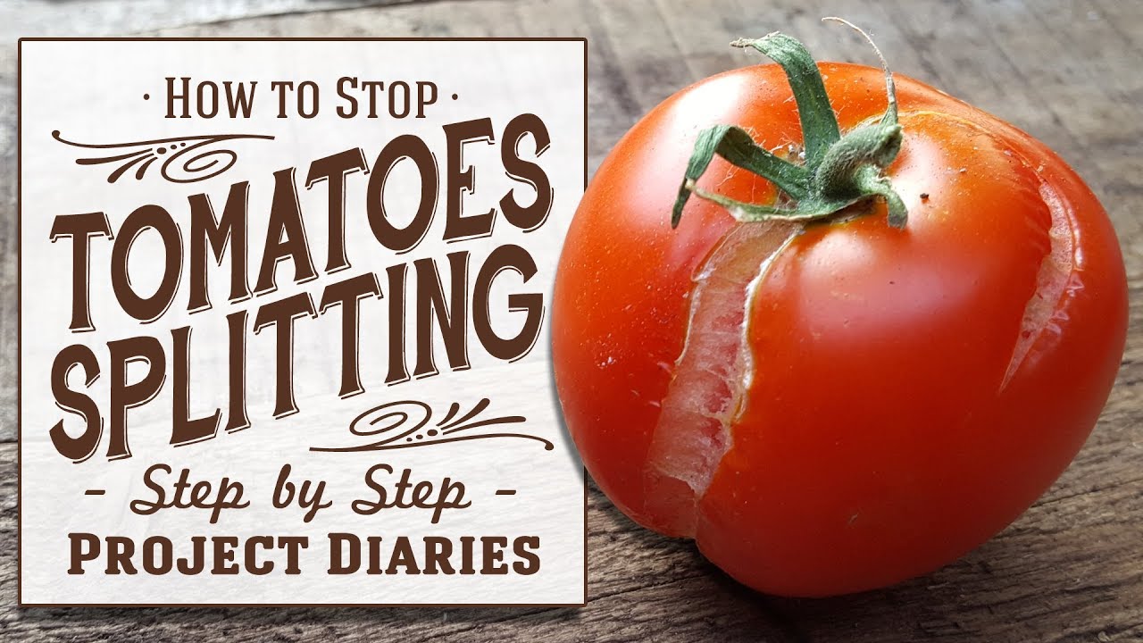 ★ How to: Stop Tomatoes Splitting their Skin (A Full Information Video)
