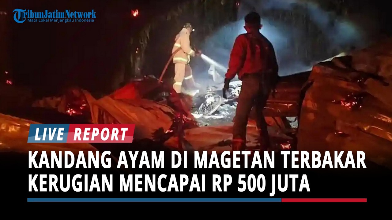 Jelang Sahur, Kandang Ayam di Magetan Terbakar, Kerugian Mencapai Rp 500 Juta
