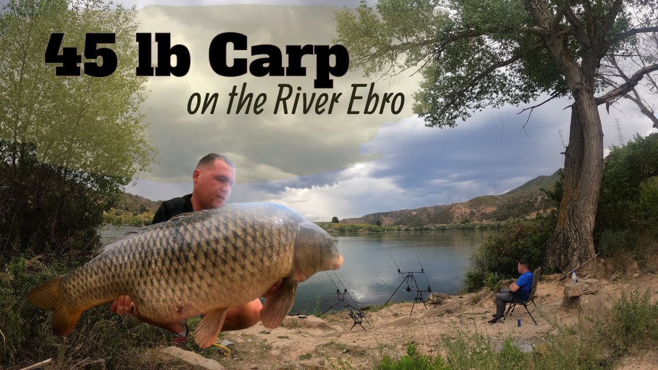 Another Incredible Weeks Fishing On the River Ebro, 45 lb Carp for Tom
