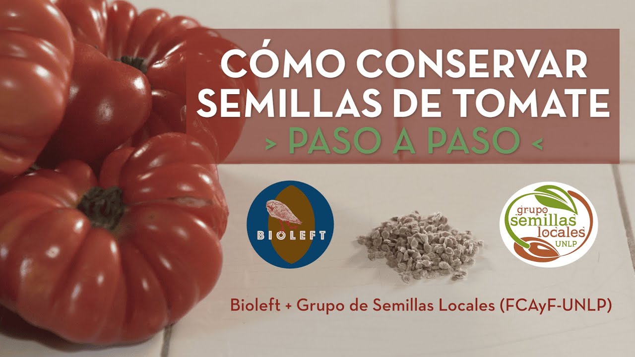 CÓMO CONSERVAR SEMILLAS DE TOMATE - PASO A PASO