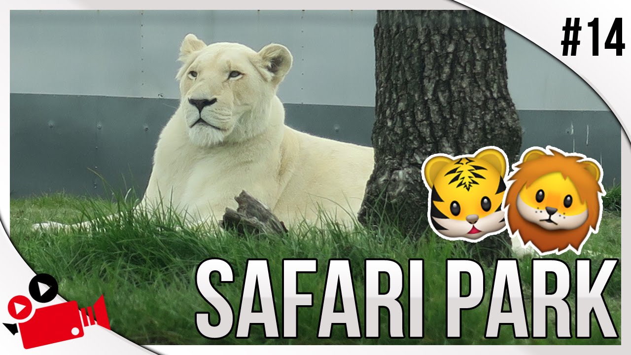 West Midlands Safari Park! | White Lions, Cheetahs & More! | UK Vlogs | Vlog #14
