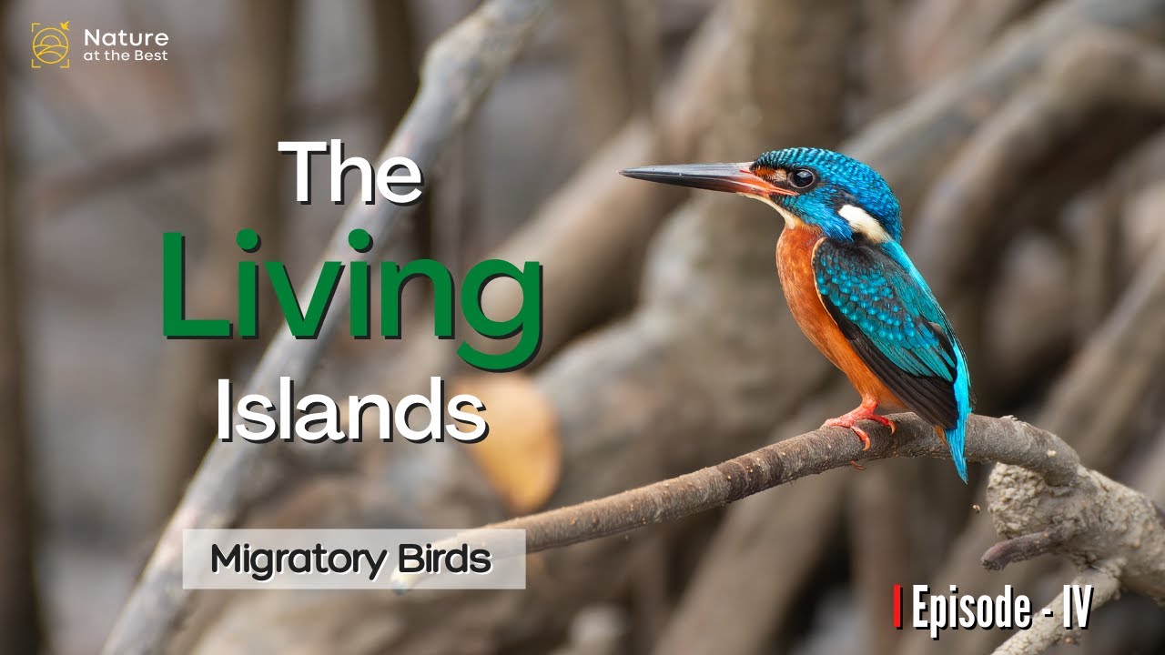 The Living Islands, Migratory Birds of Andaman Islands Part-IV #Birding #Documentary