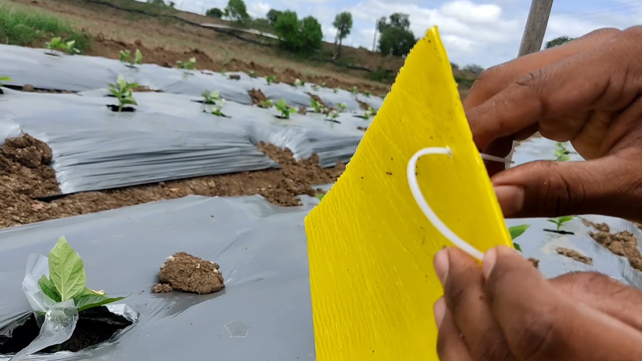 Yellow sticky Traps uses and information