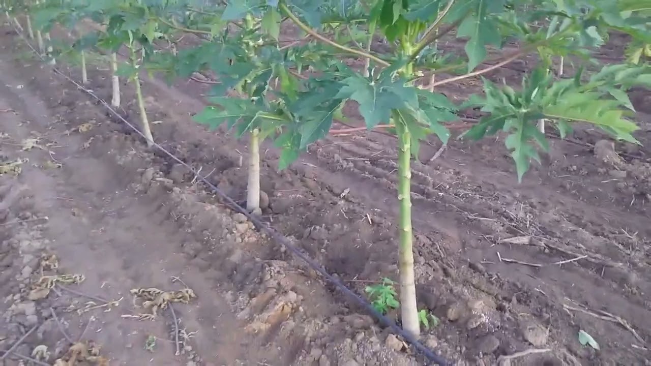 🇧🇷🚜 SEGUINDO A APLICAÇÃO DE ACARICIDA NO MAMÃO 🇧🇷✌