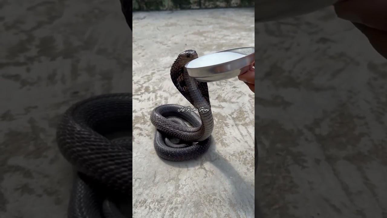 Nag Panchami special// HD short video#funny #adradharani #cgstautsnewcgsong