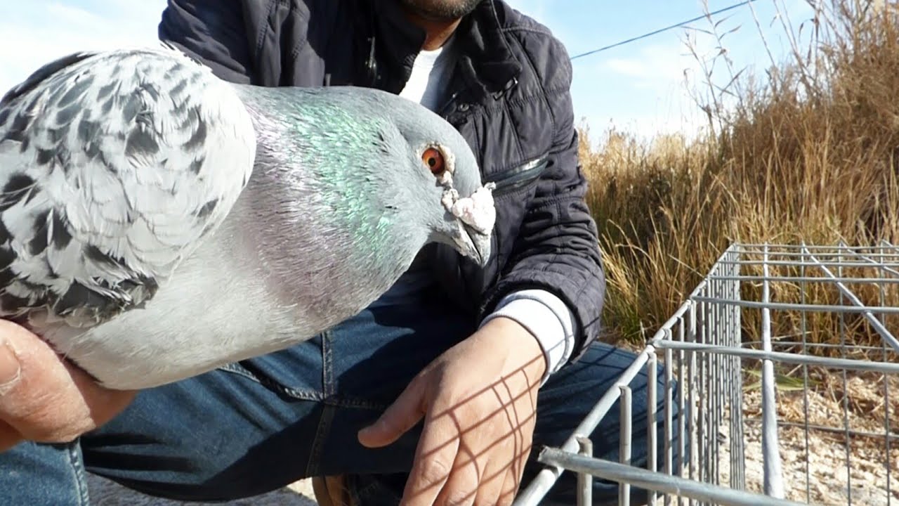 أفضل طريقة ناجحة لي تدريب الحمام الزاجل