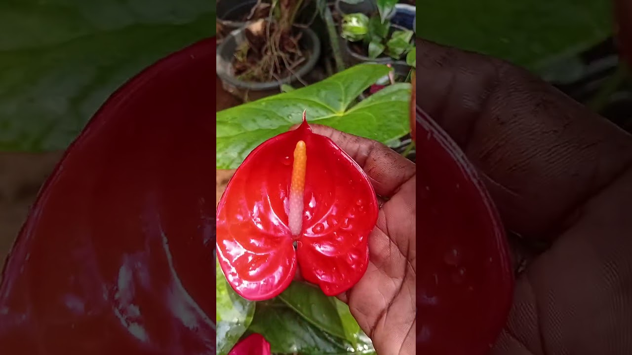 රතුම රතු කුසමාරියො  ටිකක් දෙන්නද යාලුවනේ  බලන්නකො ලාබයිද කියල 💐💐📞0771020879.26/02/28