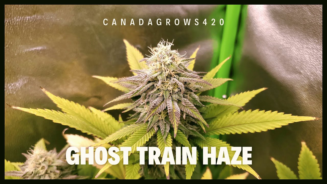 Ghost Train Haze Preview