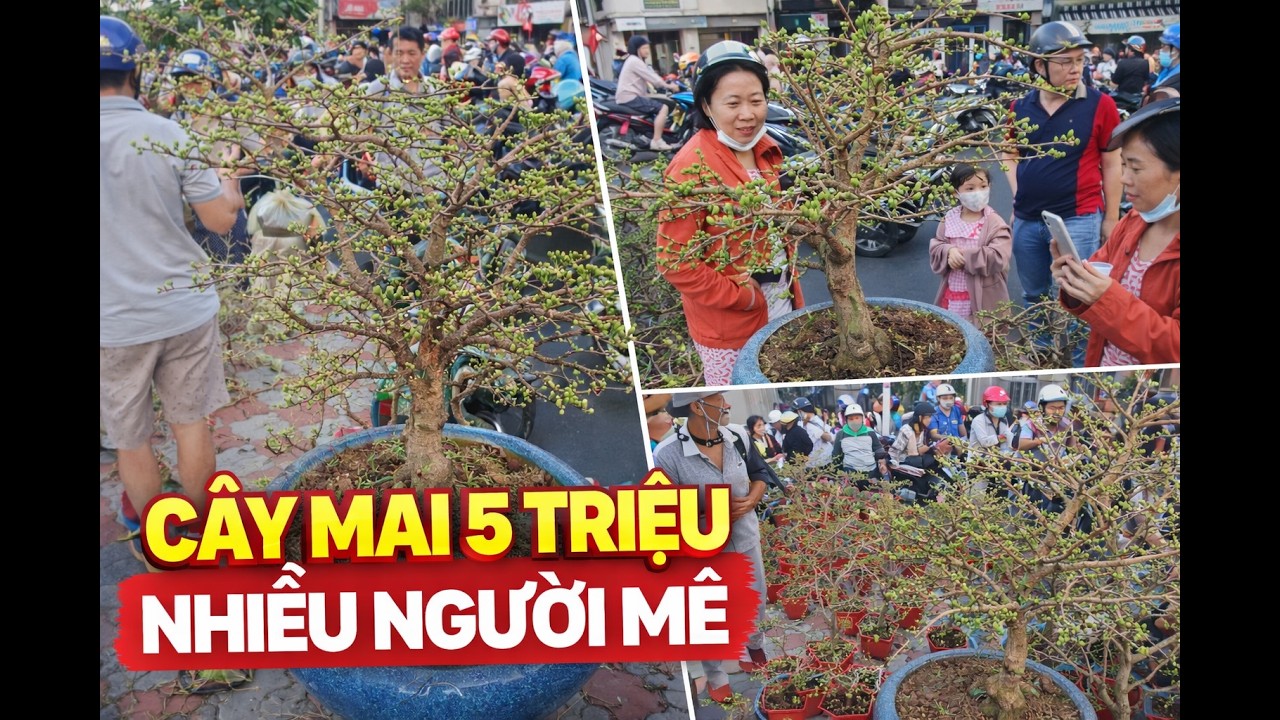 Màn chốt cây mai khủng 5 triệu của chị khách bá đạo có một không hai khiến nhiều người phì cười