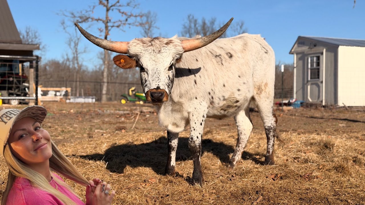 I Bought A New Longhorn Heifer!!