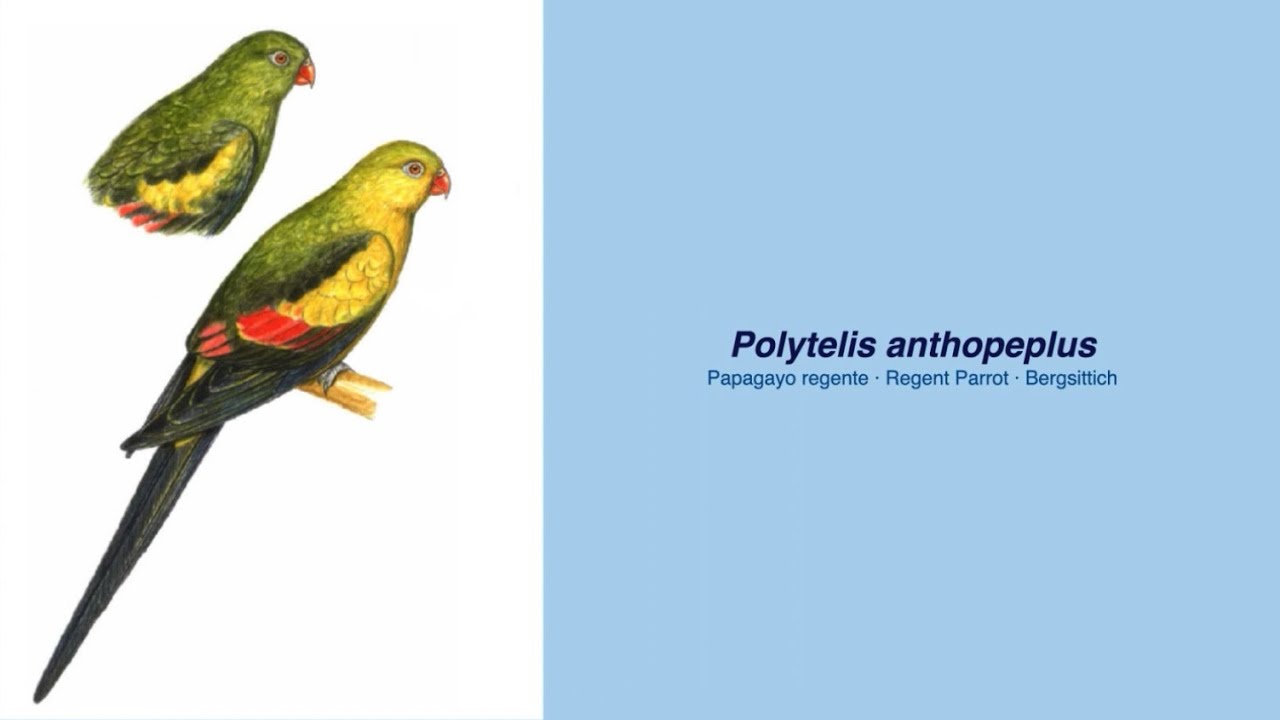Video Encyclopedia of Parrot Species - #104  Polytelis anthopeplus
