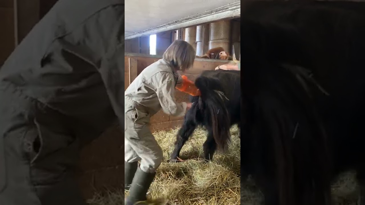 Besamung einer Highland Cattle Kuh
