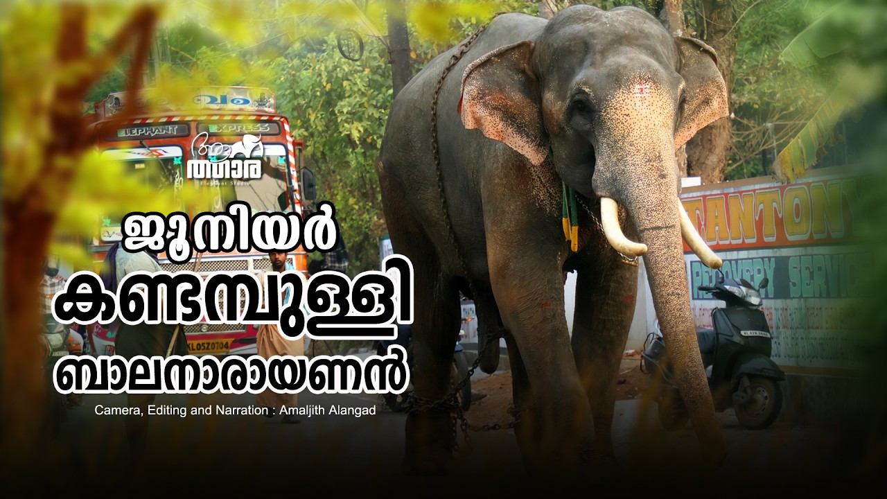 പ്രായത്തിൽകവിഞ്ഞ വളർച്ചയുള്ള ആനക്കുട്ടികൾക്ക് അത്യാവശ്യം കുറുമ്പൊക്കെ വേണം | Gurujiyil Balanarayanan