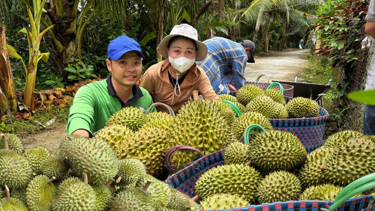 V485. Mấy anh chị em ra vườn phụ cha mẹ thu hoạch sầu riêng